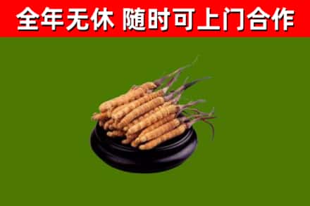 南票回收散虫草