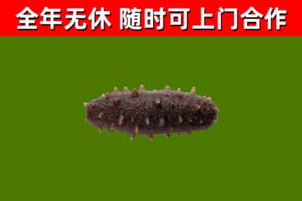 南票回收海参干